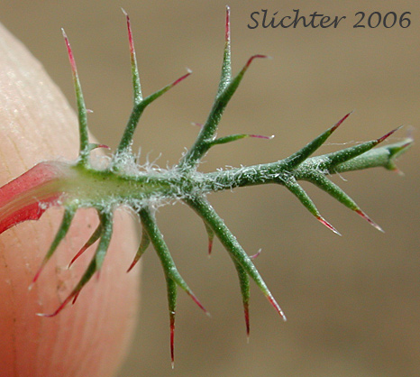 Spine-tipped leaf of Needle-leaf Navarretia: Navarretia intertexta ssp. intertexta (Synonyms: Navarretia intertexta var. intertexta, Navarretia minima var. intertexta)