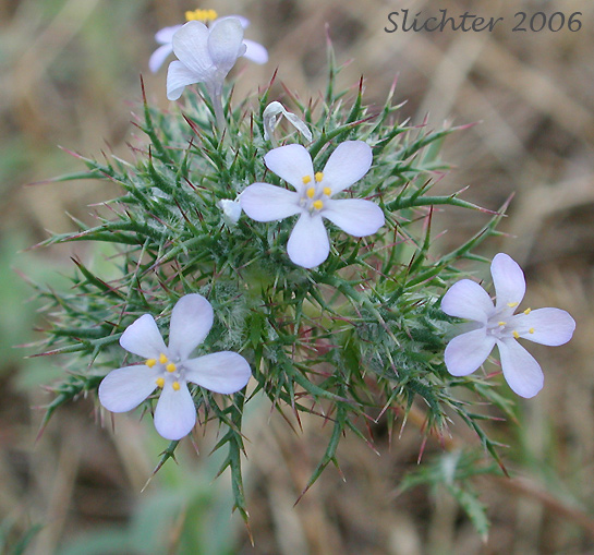 Needle-leaf Navarretia: Navarretia intertexta ssp. intertexta (Synonyms: Navarretia intertexta var. intertexta, Navarretia minima var. intertexta)