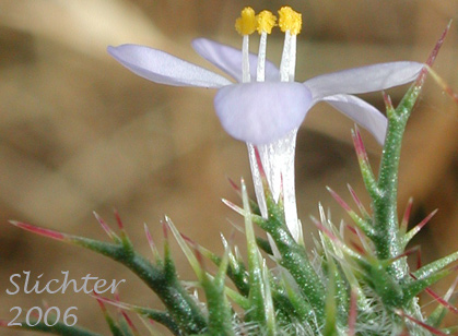Close-up sideview of the flower of Needle-leaf Navarretia: Navarretia intertexta ssp. intertexta (Synonyms: Navarretia intertexta var. intertexta, Navarretia minima var. intertexta)