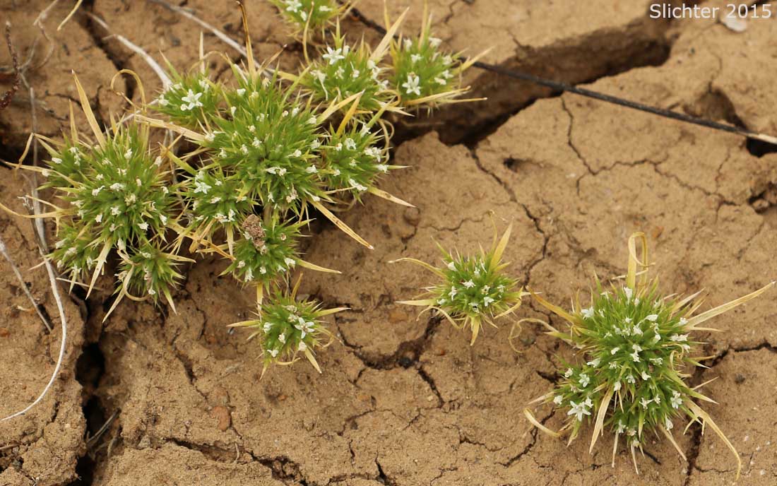 Least Navarretia: Navarretia leucocephala ssp. minima (Synonym: Navarretia minima)