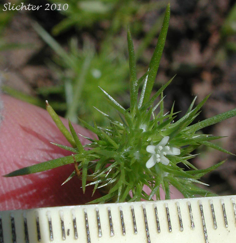 Inflorescence of Least Navarretia: Navarretia leucocephala ssp. minima (Synonym: Navarretia minima)