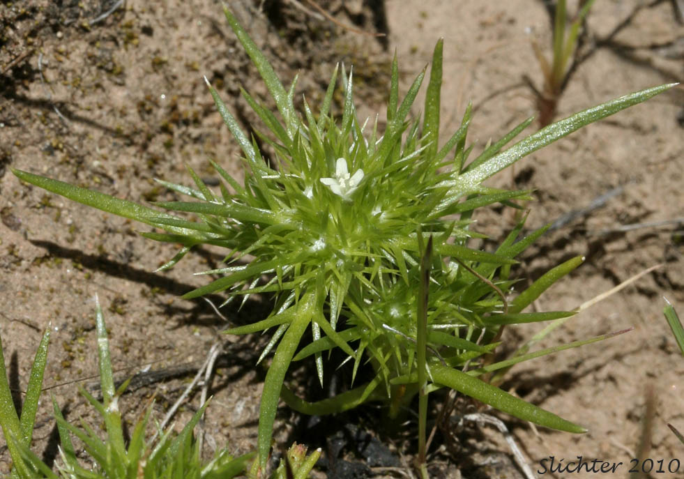 Least Navarretia: Navarretia leucocephala ssp. minima (Synonym: Navarretia minima)