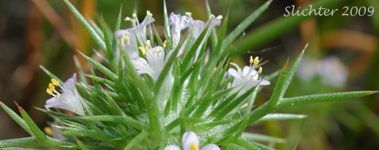 Sideview of the flowers of Near Navarretia, Needle-leaf Navarretia: Navarretia intertexta ssp. propinqua (Synonyms: Gilia propinqua, Navarretia intertexta var. propinqua, Navarretia propinqua)