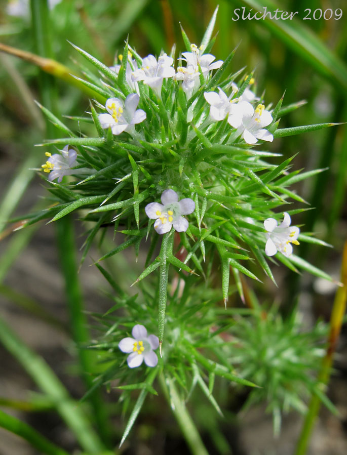 Inflorescence of Near Navarretia, Needle-leaf Navarretia: Navarretia intertexta ssp. propinqua (Synonyms: Gilia propinqua, Navarretia intertexta var. propinqua, Navarretia propinqua)