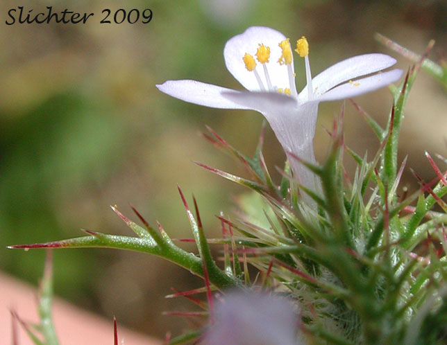 Close-up of a leaf and flower of Marigold Navarretia, Marigold Pincushion-plant, Northern Navarretia: Navarretia tagetina