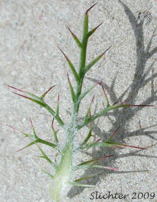 Leaf of Marigold Navarretia, Marigold Pincushion-plant, Northern Navarretia: Navarretia tagetina