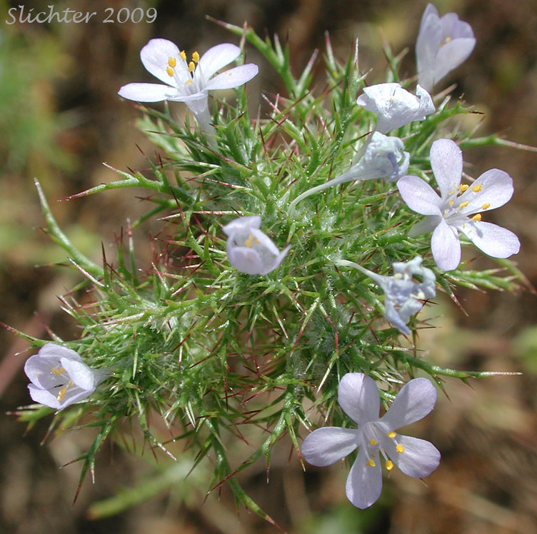Marigold Navarretia, Marigold Pincushion-plant, Northern Navarretia: Navarretia tagetina
