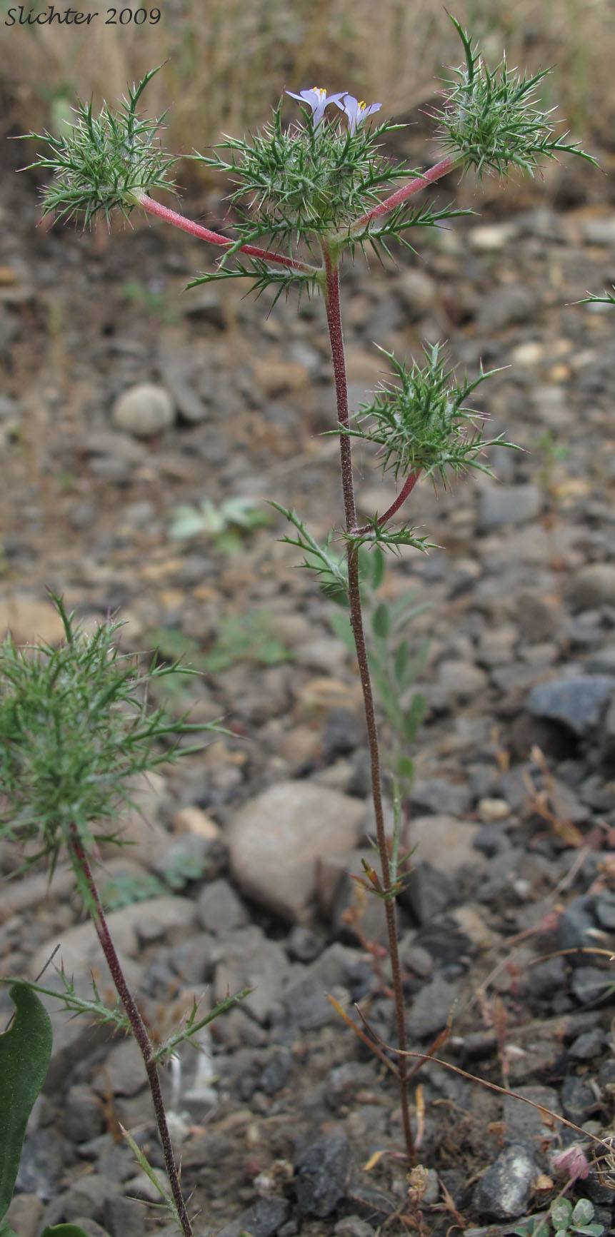 Marigold Navarretia, Marigold Pincushion-plant, Northern Navarretia: Navarretia tagetina