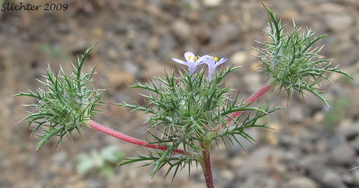 Marigold Navarretia, Marigold Pincushion-plant, Northern Navarretia: Navarretia tagetina