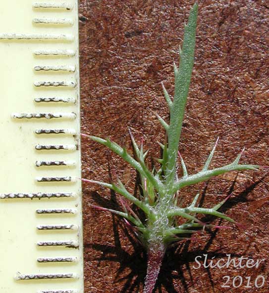 Bract of Marigold Navarretia, Marigold Pincushionplant, Marigold Pincushion-plant, Northern Navarretia: Navarretia tagetina