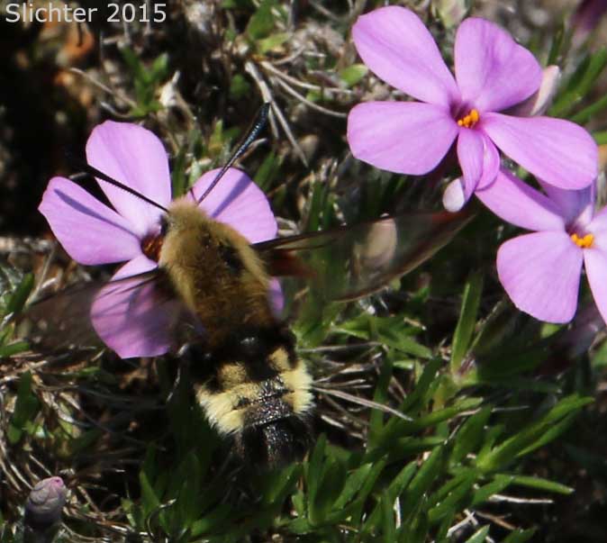 Hummingbird moth nectaring from Spreading Phlox: Phlox diffusa (Synonyms: Phlox diffusa ssp. diffusa, Phlox diffusa ssp. longistylis, Phlox diffusa var. longistylis)