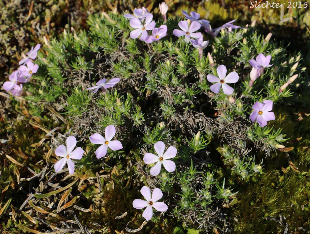 Spreading Phlox: Phlox diffusa (Synonyms: Phlox diffusa ssp. diffusa, Phlox diffusa ssp. longistylis, Phlox diffusa var. longistylis)