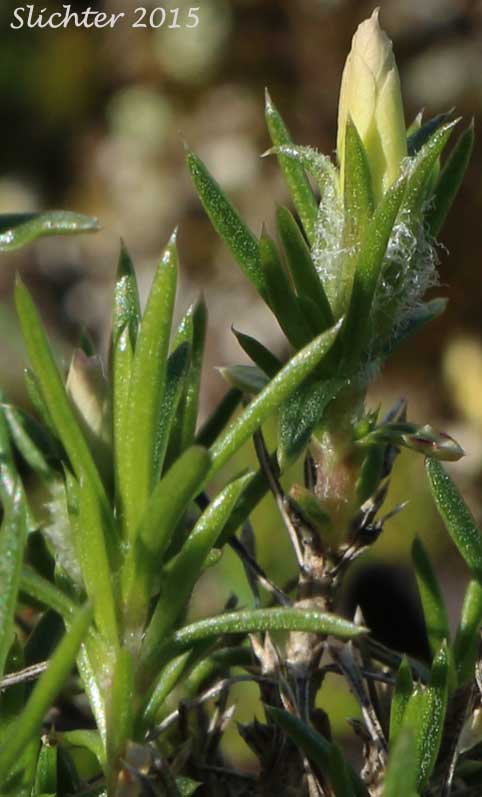 Spreading Phlox: Phlox diffusa (Synonyms: Phlox diffusa ssp. diffusa, Phlox diffusa ssp. longistylis, Phlox diffusa var. longistylis)