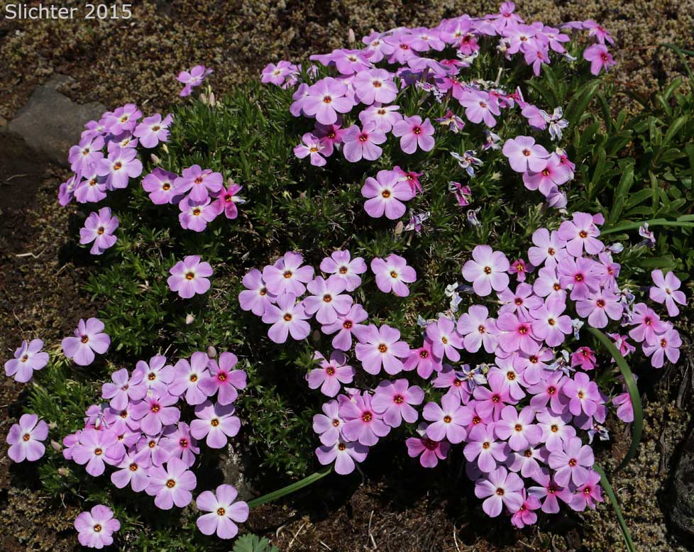 Spreading Phlox: Phlox diffusa (Synonyms: Phlox diffusa ssp. diffusa, Phlox diffusa ssp. longistylis, Phlox diffusa var. longistylis)
