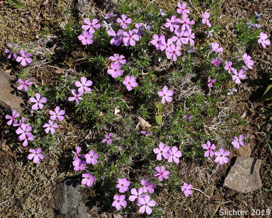 Spreading Phlox: Phlox diffusa (Synonyms: Phlox diffusa ssp. diffusa, Phlox diffusa ssp. longistylis, Phlox diffusa var. longistylis)