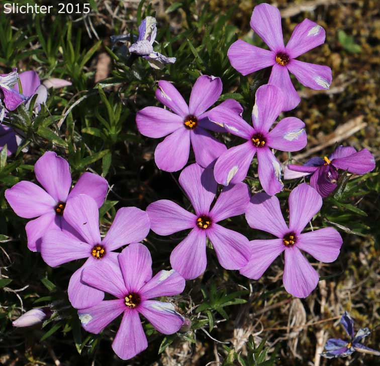 Spreading Phlox: Phlox diffusa (Synonyms: Phlox diffusa ssp. diffusa, Phlox diffusa ssp. longistylis, Phlox diffusa var. longistylis)