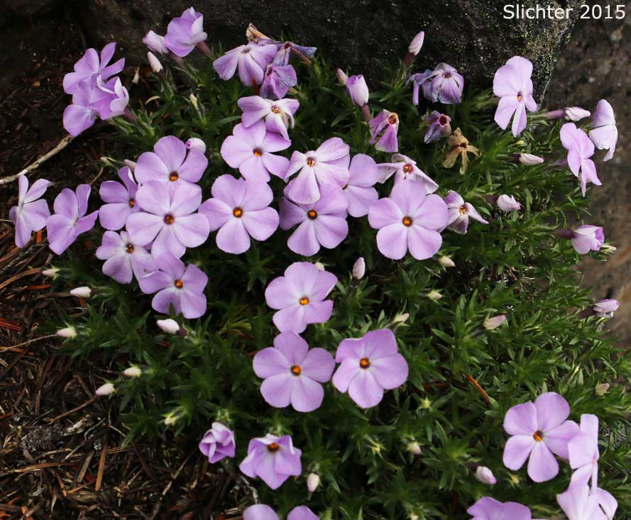 Spreading Phlox: Phlox diffusa (Synonyms: Phlox diffusa ssp. diffusa, Phlox diffusa ssp. longistylis, Phlox diffusa var. longistylis)
