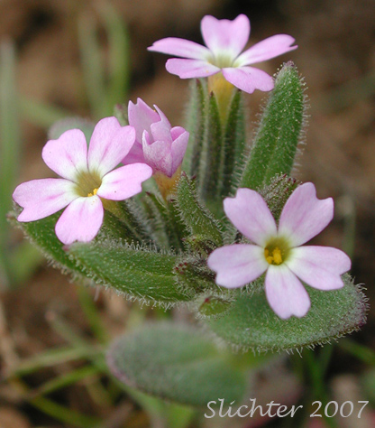 Midget Phlox: Microsteris gracilis 