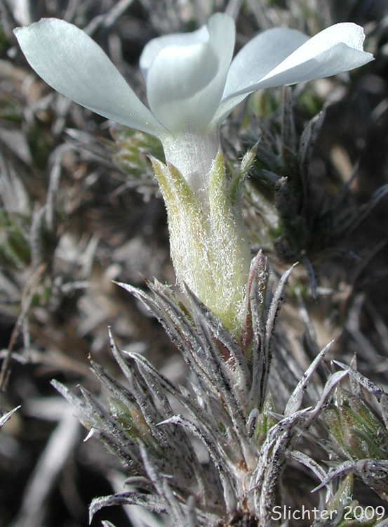 Hood's Phlox: Phlox hoodii