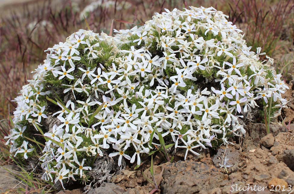 Hood's Phlox: Phlox hoodii