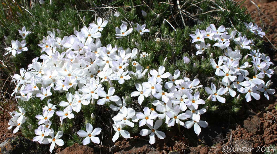 Hood's Phlox: Phlox hoodii