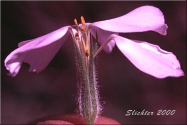 Flower of Long-leaf Phlox: Phlox longifolia