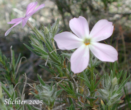 Long-leaf Phlox: Phlox longifolia