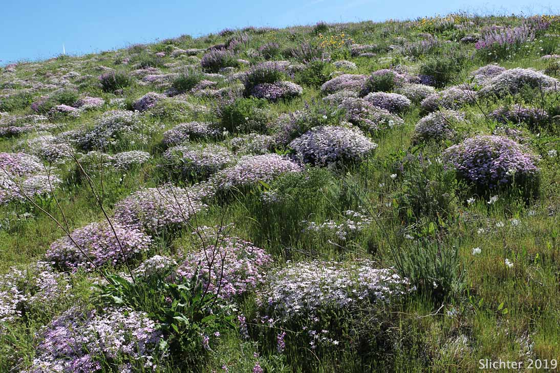 Showy Phlox: Phlox speciosa (Synonyms: Phlox speciosa ssp. lanceolata, Phlox speciosa ssp. lignosa, Phlox speciosa ssp. nitida, Phlox speciosa ssp. occidentalis, Phlox speciosa ssp. speciosa, Phlox speciosa var. nitida)