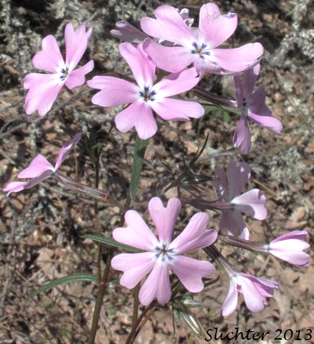 Close-up of the inflorescence of Showy Phlox: Phlox speciosa (Synonyms: Phlox speciosa ssp. lanceolata, Phlox speciosa ssp. lignosa, Phlox speciosa ssp. nitida, Phlox speciosa ssp. occidentalis, Phlox speciosa ssp. speciosa, Phlox speciosa var. nitida)
