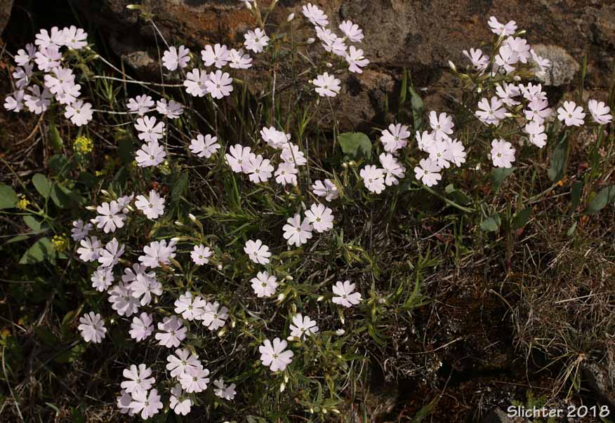 Showy Phlox: Phlox speciosa (Synonyms: Phlox speciosa ssp. lanceolata, Phlox speciosa ssp. lignosa, Phlox speciosa ssp. nitida, Phlox speciosa ssp. occidentalis, Phlox speciosa ssp. speciosa, Phlox speciosa var. nitida)