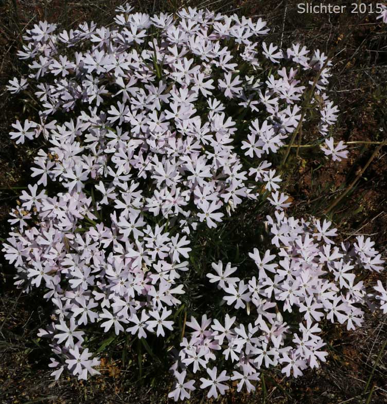 Showy Phlox: Phlox speciosa (Synonyms: Phlox speciosa ssp. lanceolata, Phlox speciosa ssp. lignosa, Phlox speciosa ssp. nitida, Phlox speciosa ssp. occidentalis, Phlox speciosa ssp. speciosa, Phlox speciosa var. nitida)