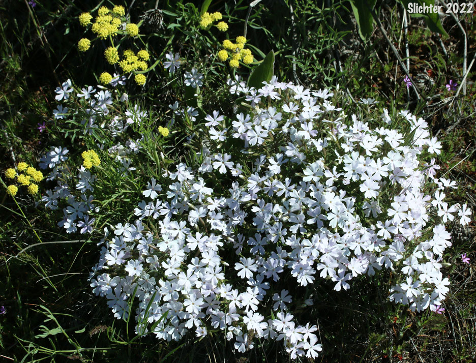 Showy Phlox: Phlox speciosa (Synonyms: Phlox speciosa ssp. lanceolata, Phlox speciosa ssp. lignosa, Phlox speciosa ssp. nitida, Phlox speciosa ssp. occidentalis, Phlox speciosa ssp. speciosa, Phlox speciosa var. nitida)