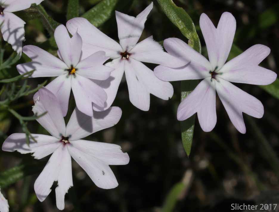 Showy Phlox: Phlox speciosa (Synonyms: Phlox speciosa ssp. lanceolata, Phlox speciosa ssp. lignosa, Phlox speciosa ssp. nitida, Phlox speciosa ssp. occidentalis, Phlox speciosa ssp. speciosa, Phlox speciosa var. nitida)