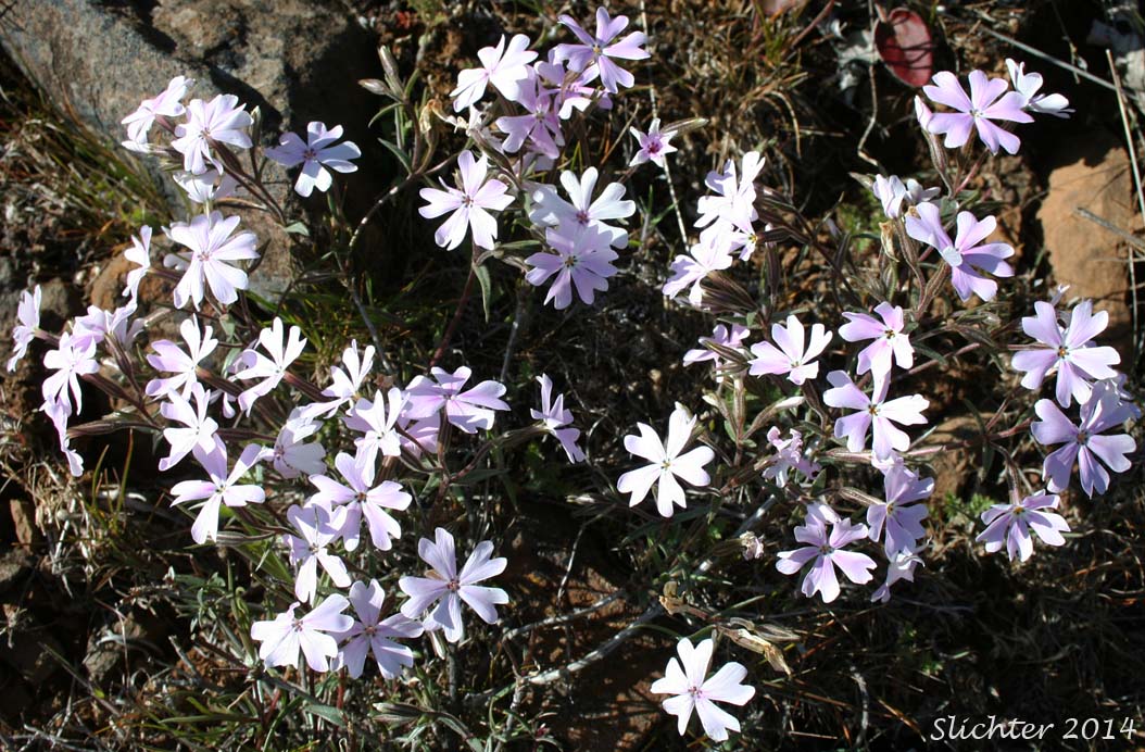 Showy Phlox: Phlox speciosa (Synonyms: Phlox speciosa ssp. lanceolata, Phlox speciosa ssp. lignosa, Phlox speciosa ssp. nitida, Phlox speciosa ssp. occidentalis, Phlox speciosa ssp. speciosa, Phlox speciosa var. nitida)