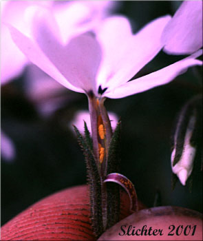 Stamens of Showy Phlox: Phlox speciosa (Synonyms: Phlox speciosa ssp. lanceolata, Phlox speciosa ssp. lignosa, Phlox speciosa ssp. nitida, Phlox speciosa ssp. occidentalis, Phlox speciosa ssp. speciosa, Phlox speciosa var. nitida)