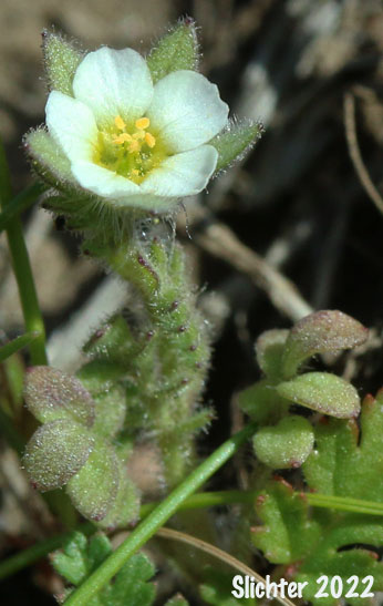 Littlebells Polemonium, Annual Polemonium, Annual Jacob's-ladder: Polemonium micranthum (Synonym: Polemoniella micrantha)