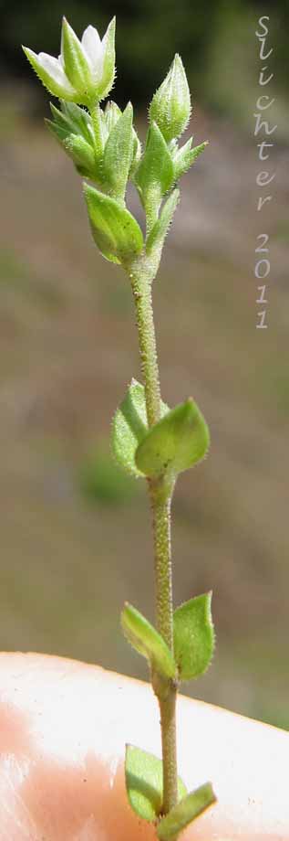 Close-up of the stem leaves and inflorescence of Thymeleaf Sandwort, Thyme-leaf Sandwort, Sabline a Feuilles de Serpolet: Arenaria serpyllifolia var. serpyllifolia (Synonym: Arenaria serpyllifolia ssp. serpyllifolia)