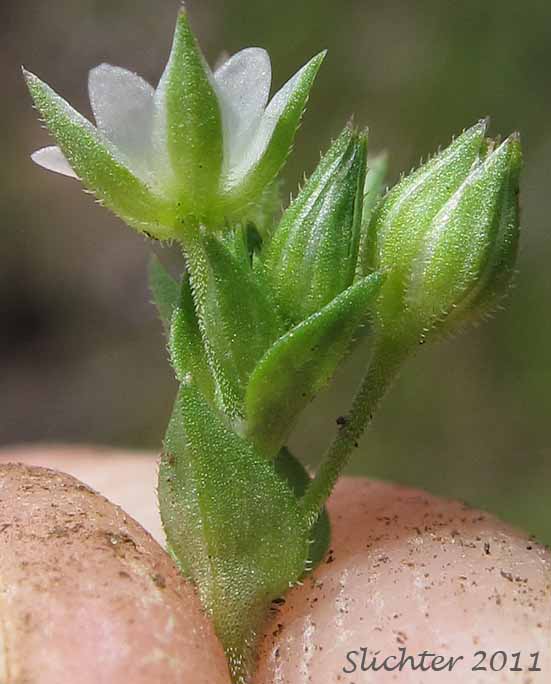 Close-up sideview of a flower of Thymeleaf Sandwort, Thyme-leaf Sandwort, Sabline a Feuilles de Serpolet: Arenaria serpyllifolia var. serpyllifolia (Synonym: Arenaria serpyllifolia ssp. serpyllifolia)