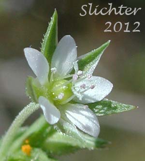Close-up of a flower of Thymeleaf Sandwort, Thyme-leaf Sandwort, Sabline a Feuilles de Serpolet: Arenaria serpyllifolia var. serpyllifolia (Synonym: Arenaria serpyllifolia ssp. serpyllifolia)
