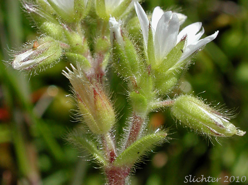 Calyces of Sticky Cerastium, Sticky Chickweed: Cerastium glomeratum (Synonyms: Cerastium glomeratum var. apetalum, Cerastium glomeratum var. glomeratum, Cerastium viscosum, Cerastium viscosum var. viscosum)