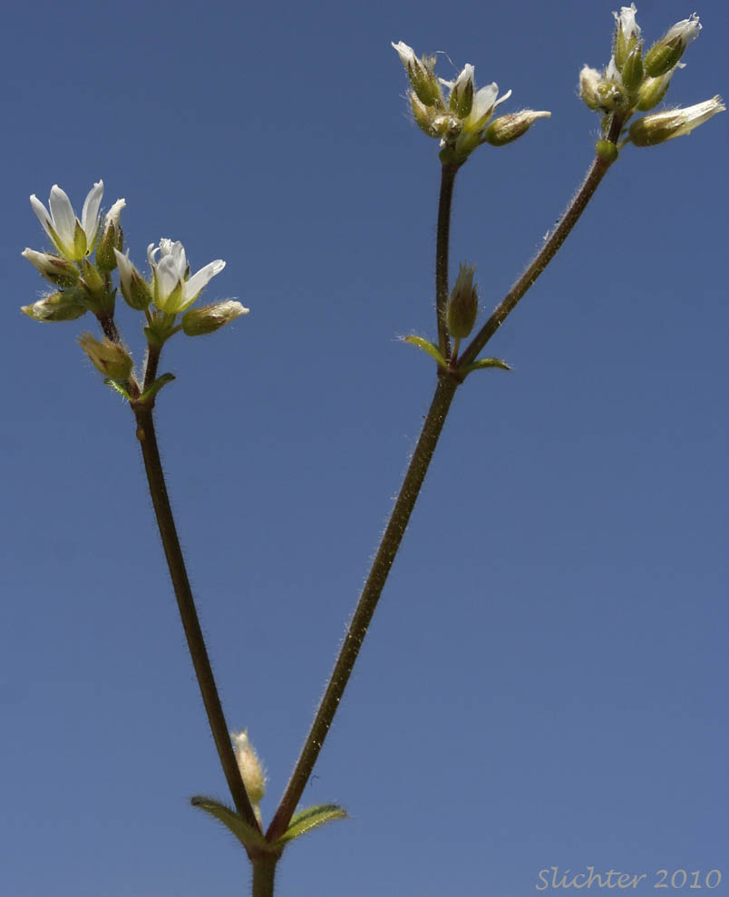 Inflorescence of Sticky Cerastium, Sticky Chickweed: Cerastium glomeratum (Synonyms: Cerastium glomeratum var. apetalum, Cerastium glomeratum var. glomeratum, Cerastium viscosum, Cerastium viscosum var. viscosum)