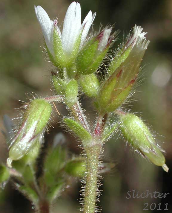 Inflorescence of Sticky Cerastium, Sticky Chickweed: Cerastium glomeratum (Synonyms: Cerastium glomeratum var. apetalum, Cerastium glomeratum var. glomeratum, Cerastium viscosum, Cerastium viscosum var. viscosum)
