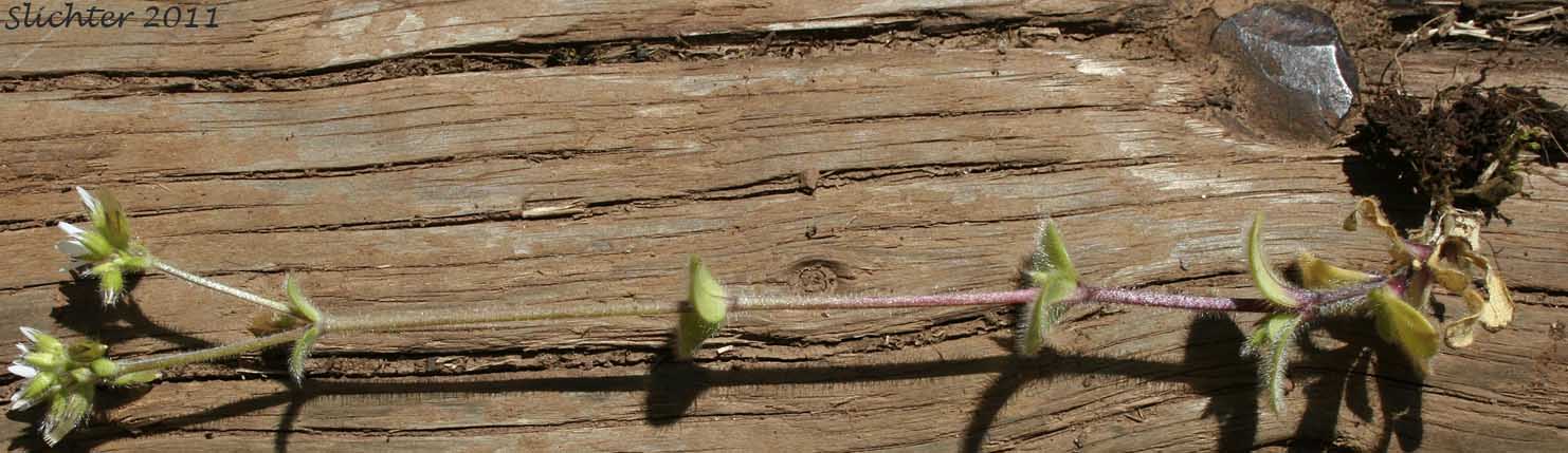 Sticky Cerastium, Sticky Chickweed: Cerastium glomeratum (Synonyms: Cerastium glomeratum var. apetalum, Cerastium glomeratum var. glomeratum, Cerastium viscosum, Cerastium viscosum var. viscosum)