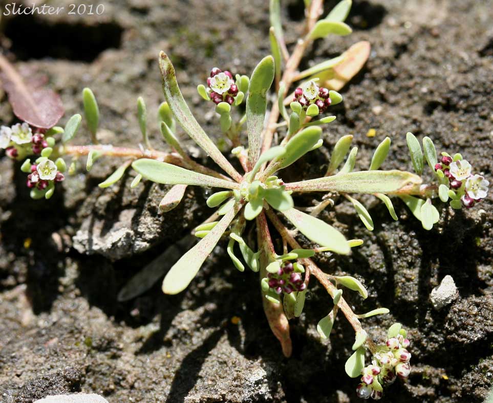 Corrigiola, Shore Whitlow-wort, Strapwort: Corrigiola litoralis ssp. litoralis (Synonym: Corrigiola litoralis)