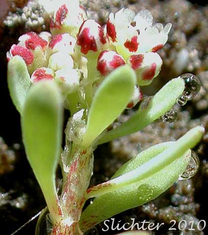 Corrigiola, Shore Whitlow-wort, Strapwort: Corrigiola litoralis ssp. litoralis (Synonym: Corrigiola litoralis)