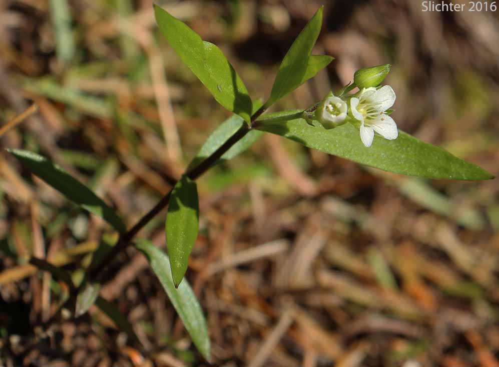 Bigleaf Sandwort, Big-leaf Sandwort, Largeleaf Sandwort: Moehringia macrophylla (Synonym: Arenaria macrophylla)