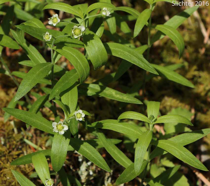 Bigleaf Sandwort, Big-leaf Sandwort, Largeleaf Sandwort: Moehringia macrophylla (Synonym: Arenaria macrophylla)