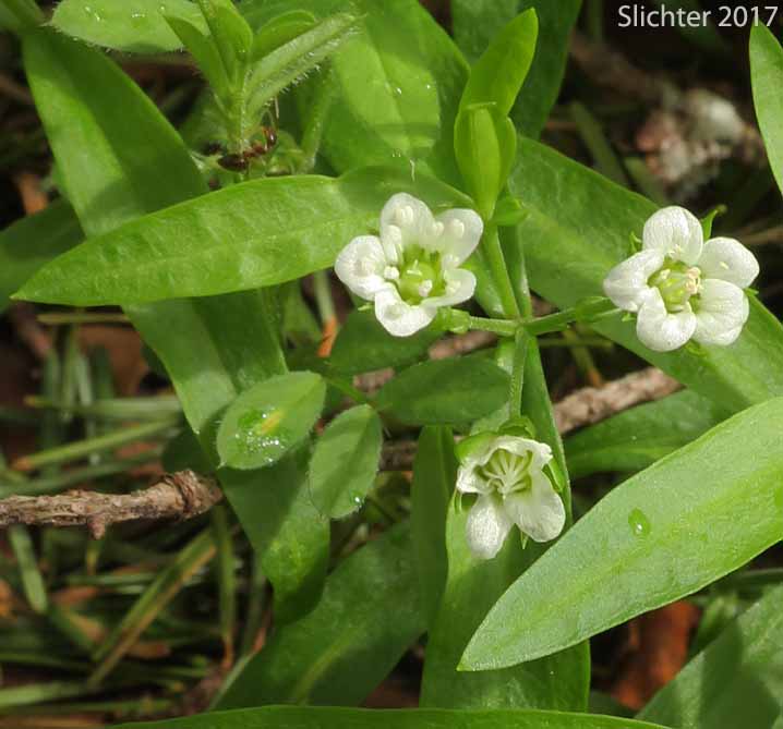 Bigleaf Sandwort, Big-leaf Sandwort, Largeleaf Sandwort: Moehringia macrophylla (Synonym: Arenaria macrophylla)