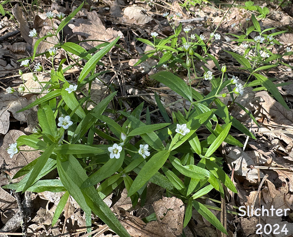 Bigleaf Sandwort, Big-leaf Sandwort, Largeleaf Sandwort: Moehringia macrophylla (Synonym: Arenaria macrophylla)