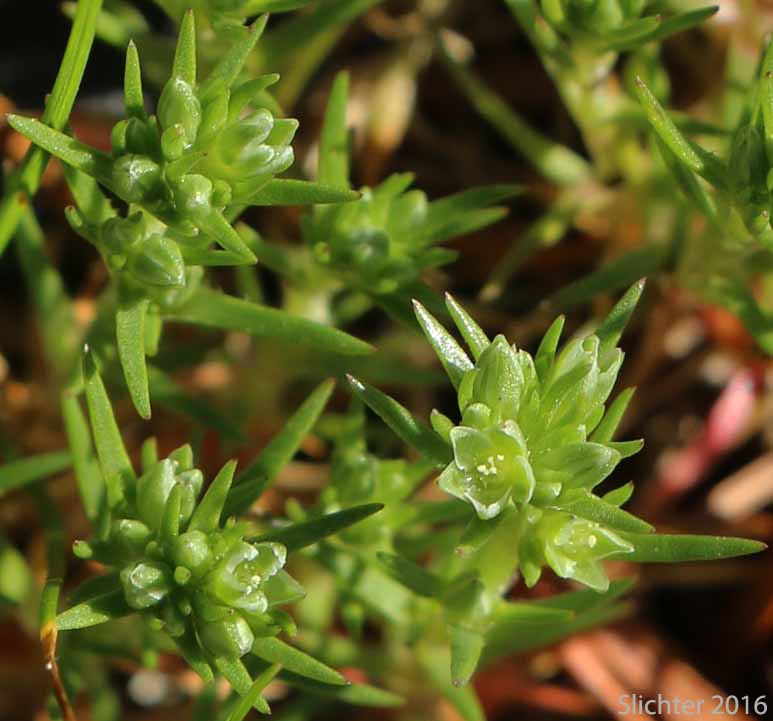Knawel, Annual Knawel, German Knotgrass, Scleranthus: Scleranthus annuus (Synonym: Scleranthus annuus ssp. annuus)